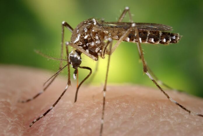 Imagem do mosquito aedes aegypti, responsável pela transmissão da dengue, presente no texto do blog da Sami que trata sobre essa doença, como preveni-la e seus riscos