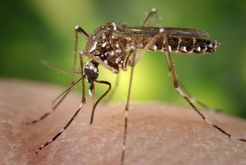 Dengue: veja os principais sintomas e como se proteger | Sami Saúde